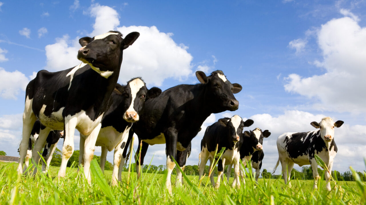 Field with blue skies and cows