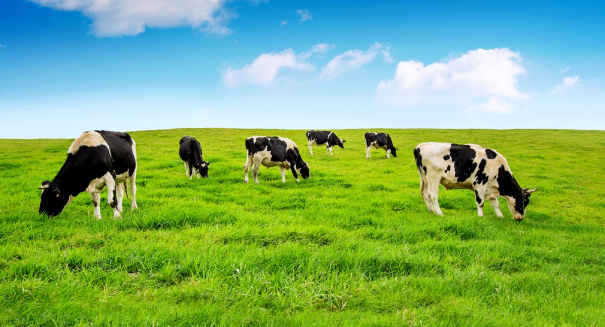 Cows in a field with Blue Sky